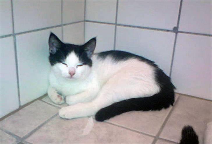 Huskat Tinka † - Afslapning med gulvvarme... aaah... billede 3