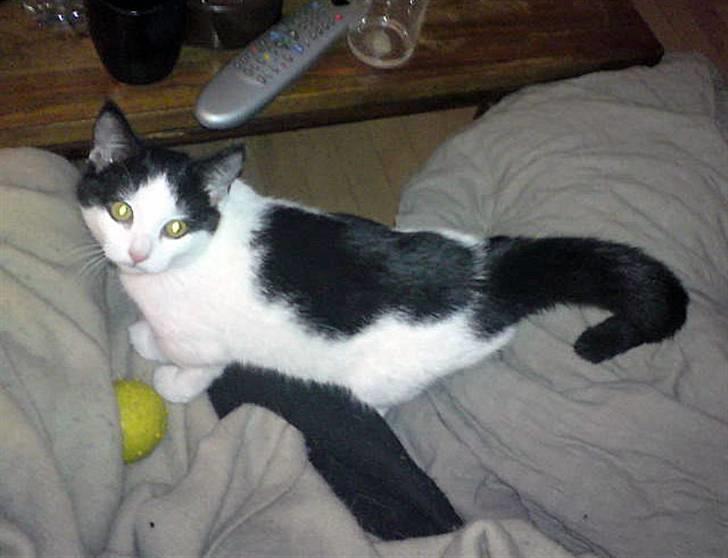 Huskat Tinka † billede 4