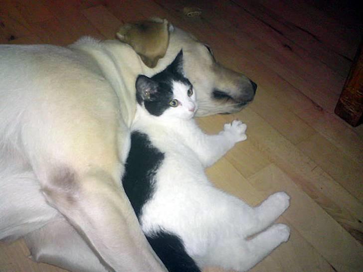 Huskat Tinka † - Tinka sammen med vores hund, Sascha billede 5