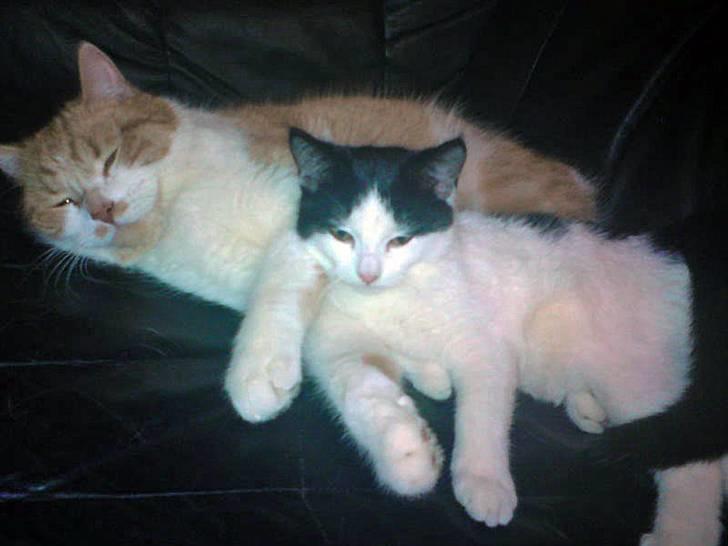 Huskat Tinka † - Sammen med onkel Linus billede 6