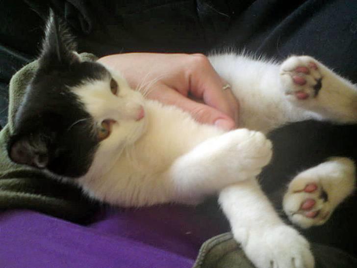 Huskat Tinka † billede 7