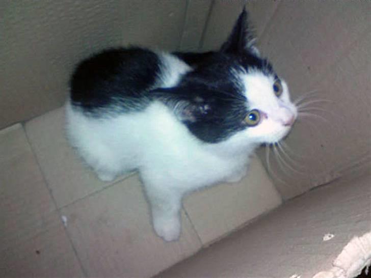 Huskat Tinka † billede 9