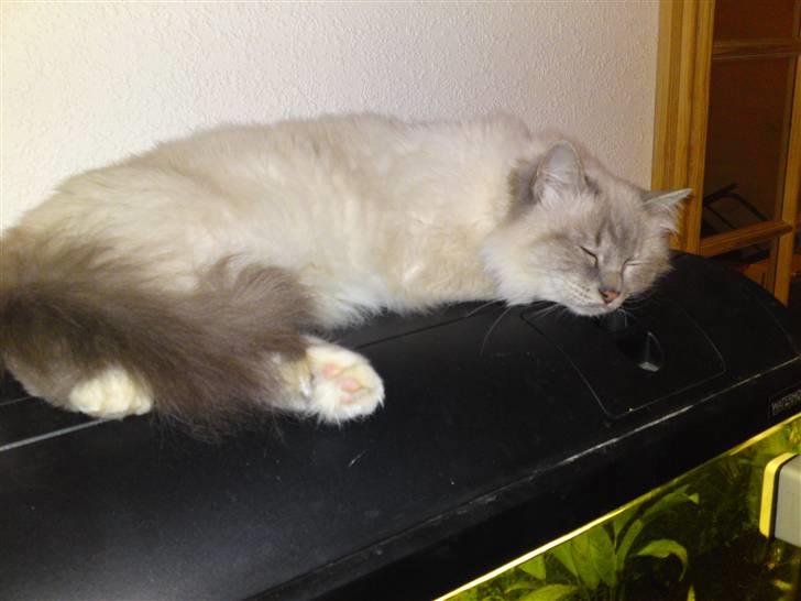 Hellig Birma DK Elvegårdens Afroditte billede 11