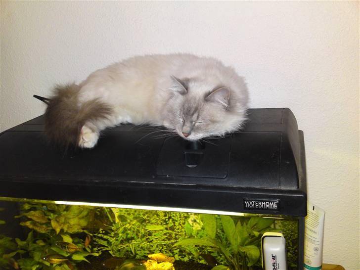 Hellig Birma DK Elvegårdens Afroditte billede 12