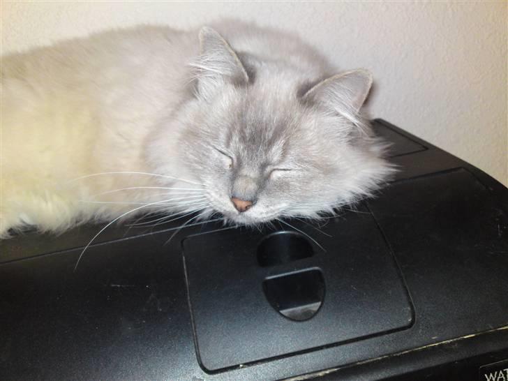 Hellig Birma DK Elvegårdens Afroditte billede 13