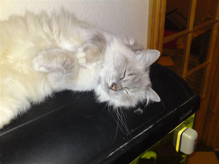 Hellig Birma DK Elvegårdens Afroditte billede 14