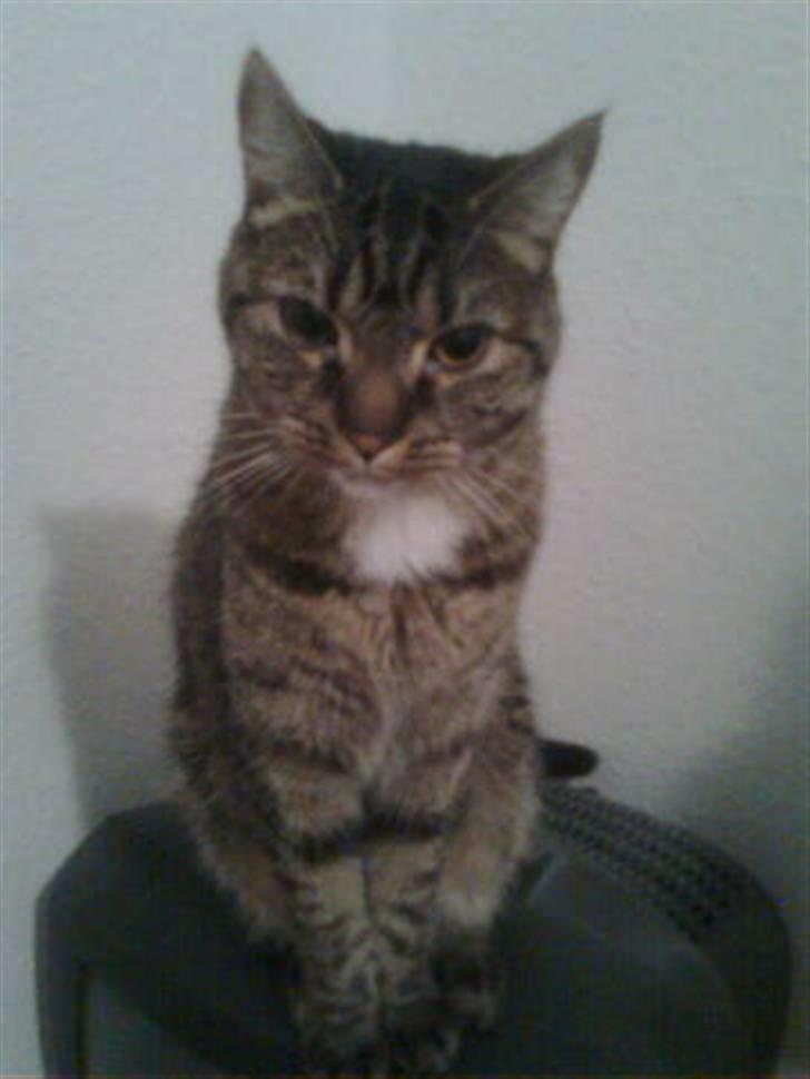 Huskat lady - sidder på tv selv om jeg ik må billede 6