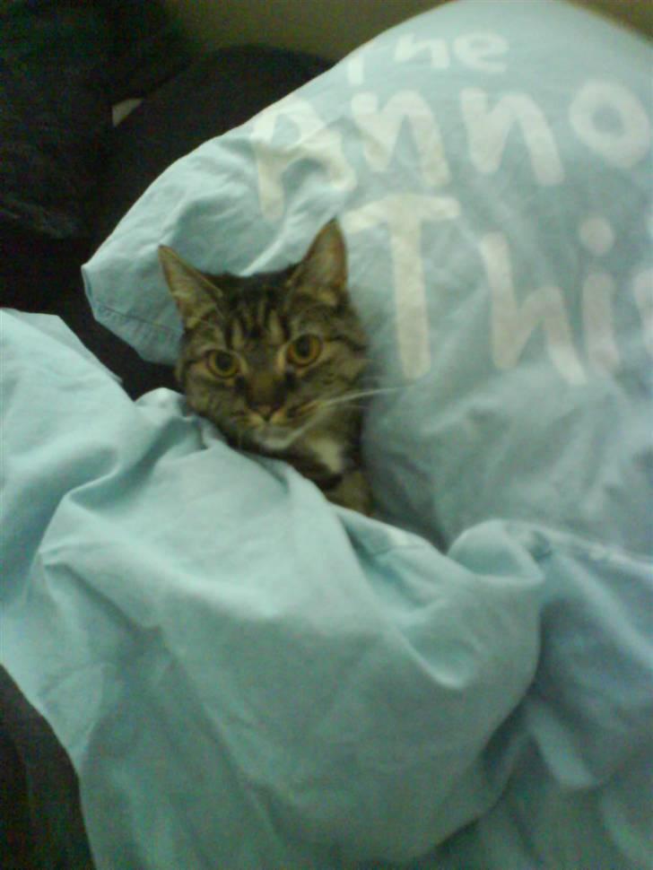 Huskat lady - her ligger jeg jo godt:) billede 7