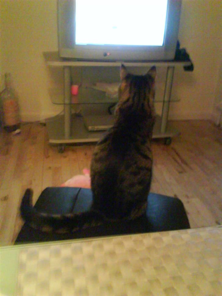 Huskat lady - ser tv:) billede 8