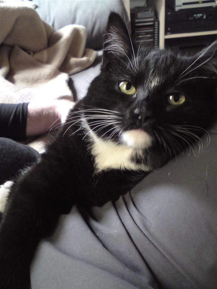 Huskat Tutten - Lille model Tutten billede 1