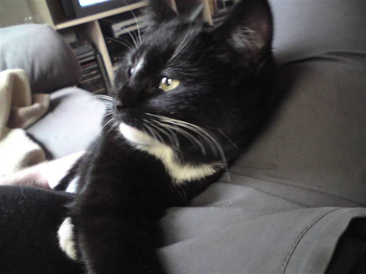 Huskat Tutten billede 2