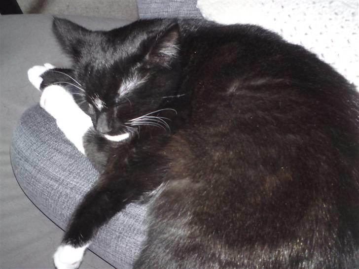 Huskat Tutten - Tid til en lille lur. billede 4