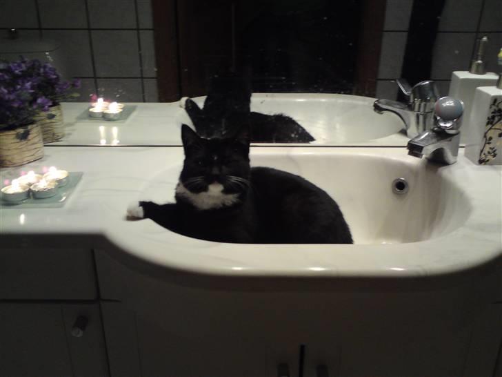 Huskat Tutten billede 5