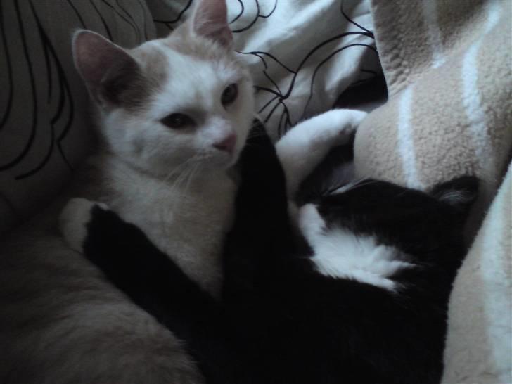 Huskat Tutten - Bror og søster som elsker hinanden. billede 7