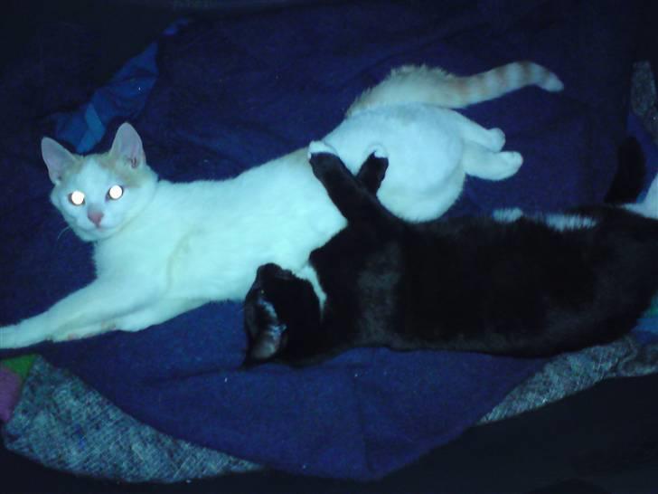 Huskat Tutten - En lille lur i Simbas hundekurv er der også plads til. billede 8