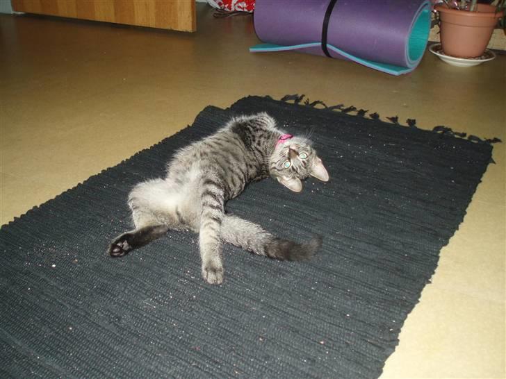 Huskat Tiger *bor på landet - Min lille skat <3 billede 1