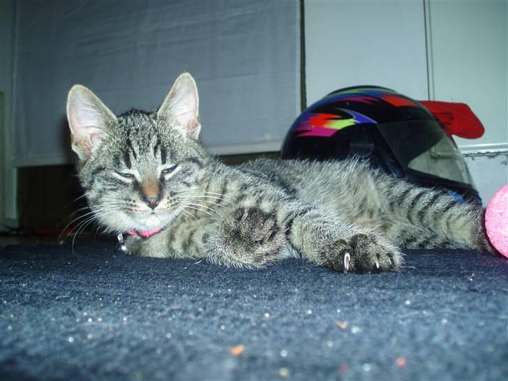 Huskat Tiger *bor på landet - Min lille skat <3 billede 2