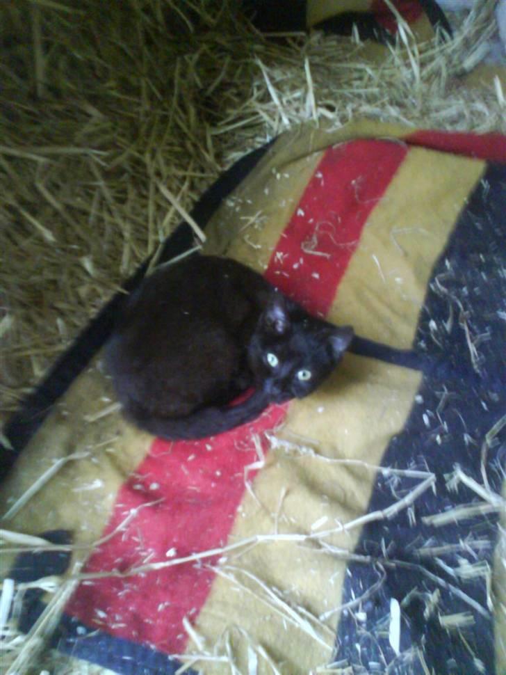 Huskat gemme billede 7