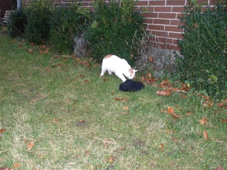 Blanding af racer Snebold/Bamse - Uh! Hvad er det her for noget? billede 1