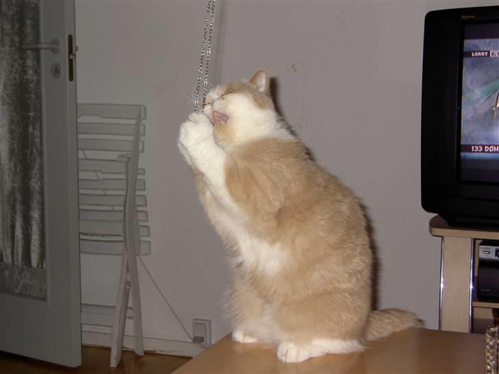 Exotic Lillemand - Stik mig den halskæde....! billede 17