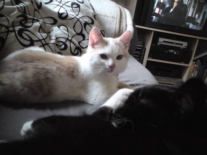 Huskat Tut billede 1