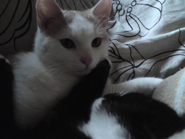 Huskat Tut billede 2