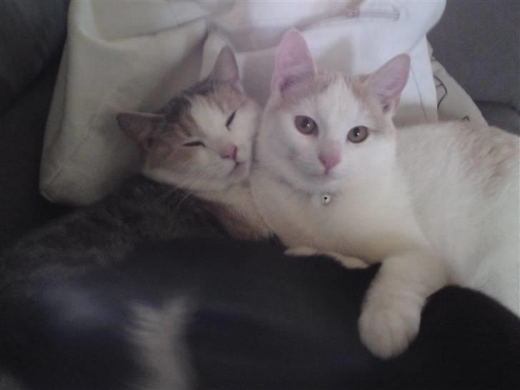 Huskat Tut billede 3