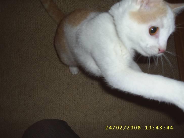 Huskat Tut billede 4