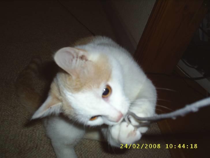 Huskat Tut billede 5