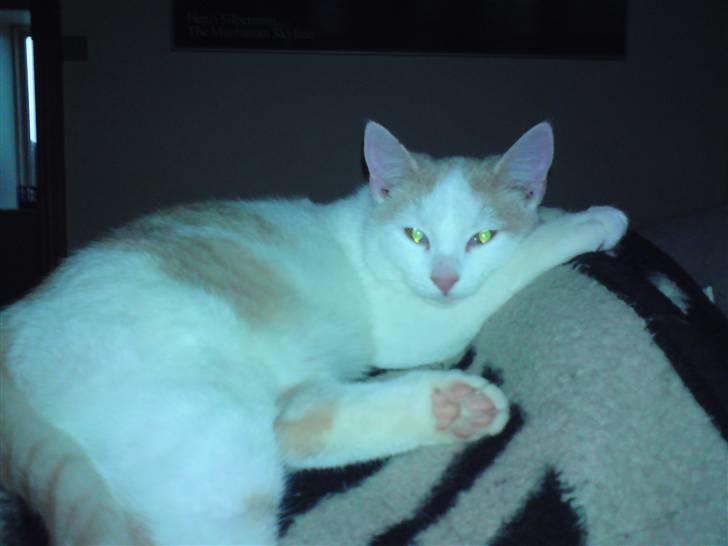 Huskat Tut billede 6