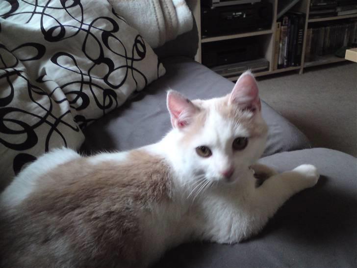 Huskat Tut billede 8