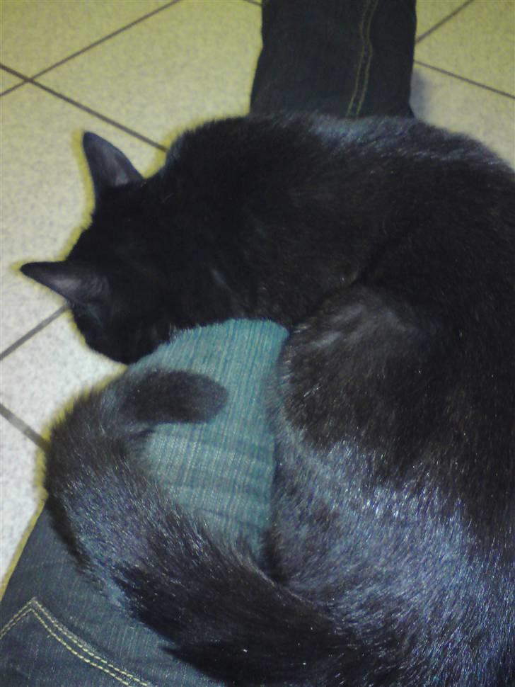 Huskat Tutten billede 9