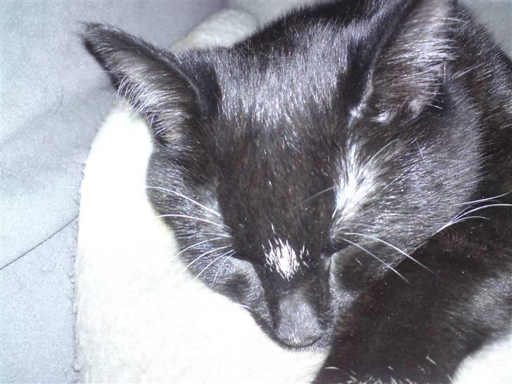 Huskat Tutten billede 10