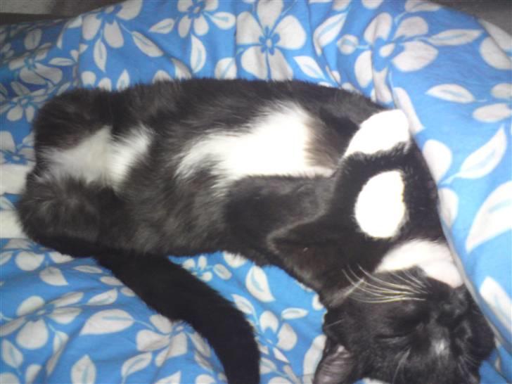 Huskat Tutten - Men sove hos mor er nu det bedste.... :-) billede 11