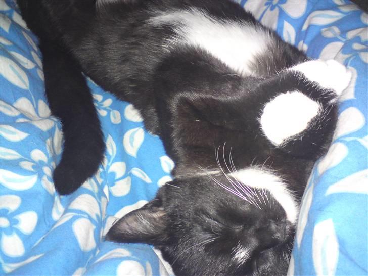 Huskat Tutten billede 12