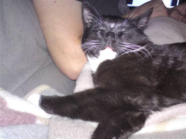 Huskat Tutten billede 13