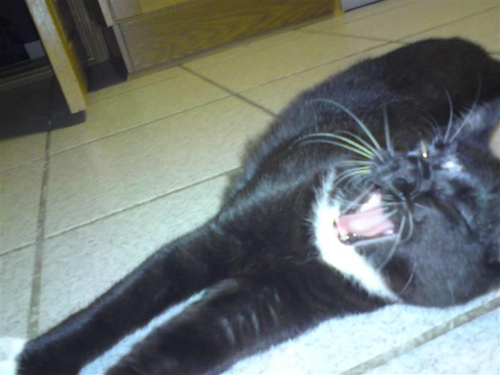 Huskat Tutten - Godmorgen.... nu er det tid til leg. billede 14