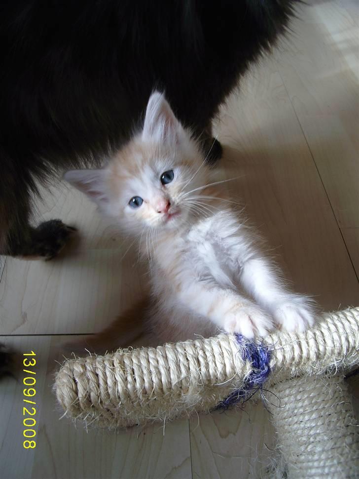 Norsk Skovkat Dk  weis Zion billede 8