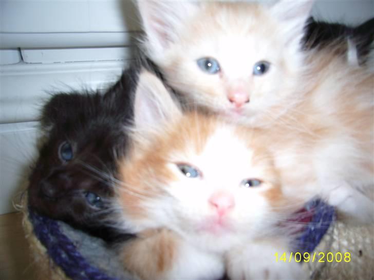 Norsk Skovkat Dk  weis Zion billede 9