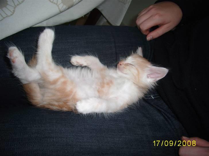 Norsk Skovkat Dk  weis Zion billede 10