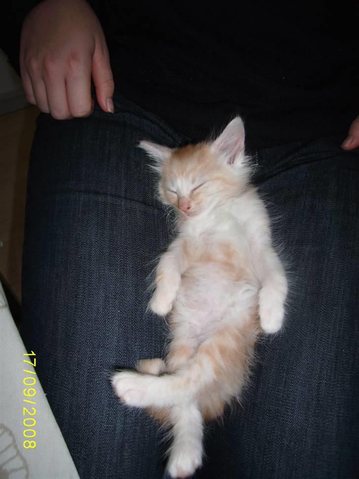 Norsk Skovkat Dk  weis Zion billede 11