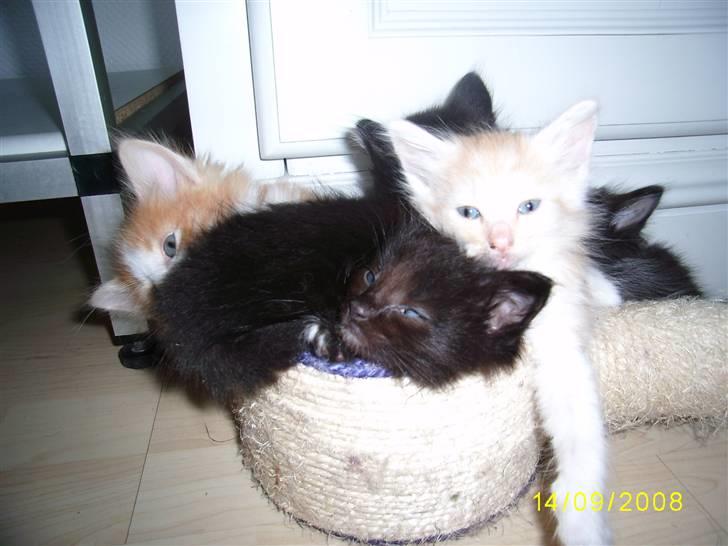 Norsk Skovkat Dk  weis Zion billede 12