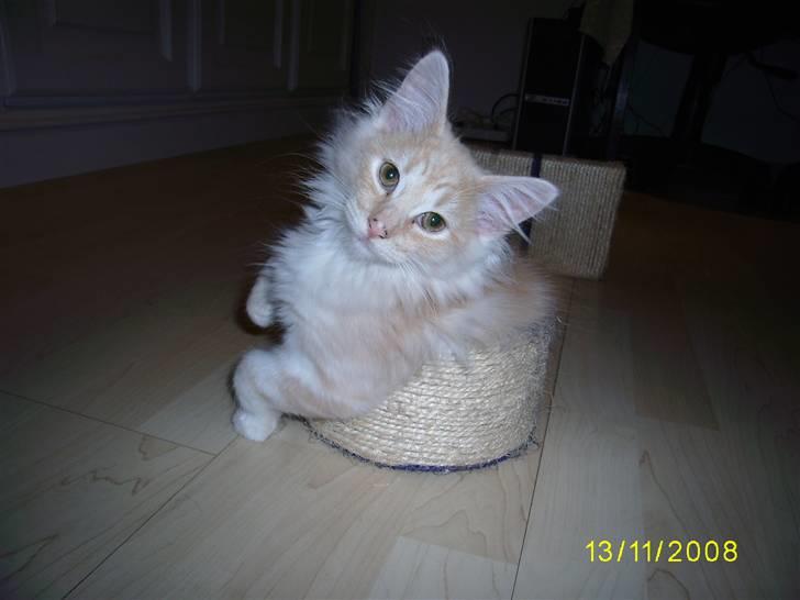 Norsk Skovkat Dk  weis Zion billede 13