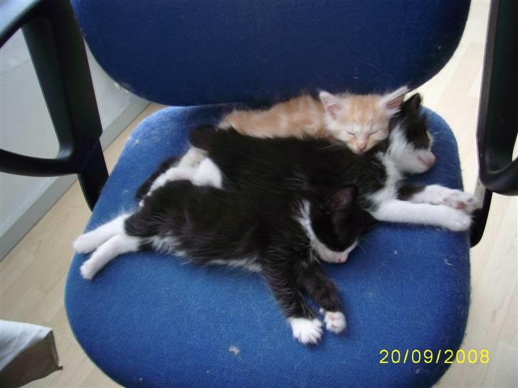 Norsk Skovkat Dk  weis Zion billede 14