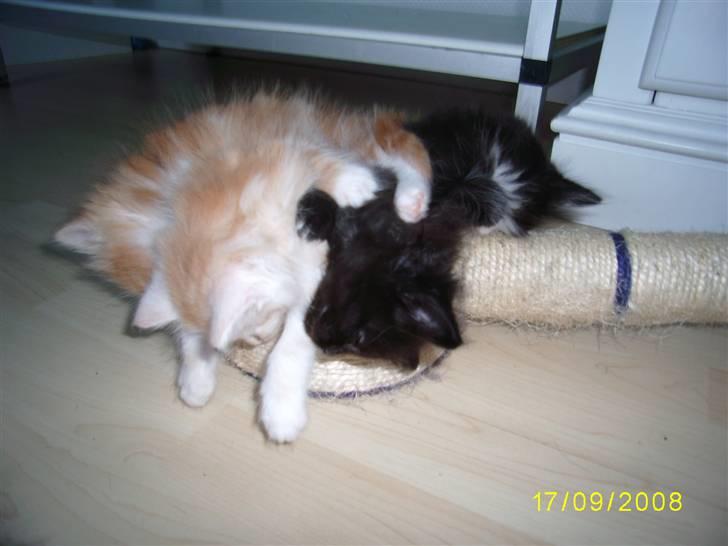 Norsk Skovkat Dk  weis Zion billede 16