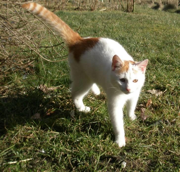 Blanding af racer Snebold/Bamse billede 2