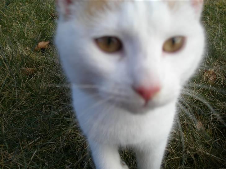 Blanding af racer Snebold/Bamse - Hov! Hvad er det der, for en spændende tingest? billede 3