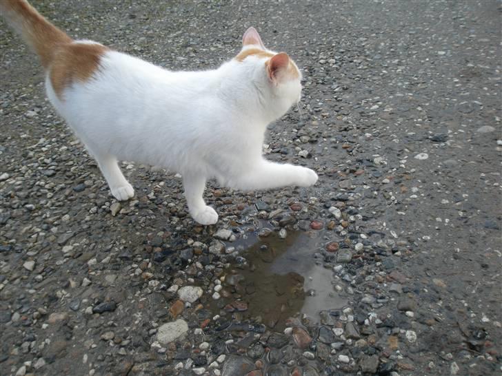 Blanding af racer Snebold/Bamse - Snebold efter at ha´ undersøgt en vandpyt billede 4