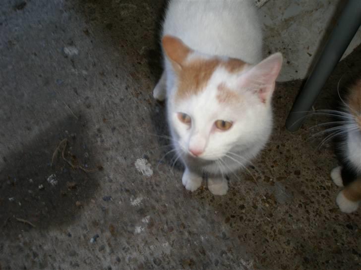 Blanding af racer Snebold/Bamse - Hrmpf -.-´ Alt det foto!  billede 5