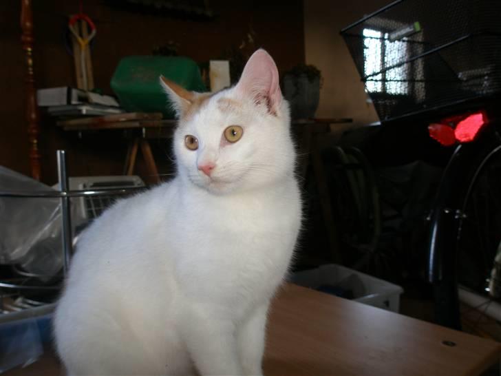 Blanding af racer Snebold/Bamse - "Jeg er den fødte model!" :) billede 6